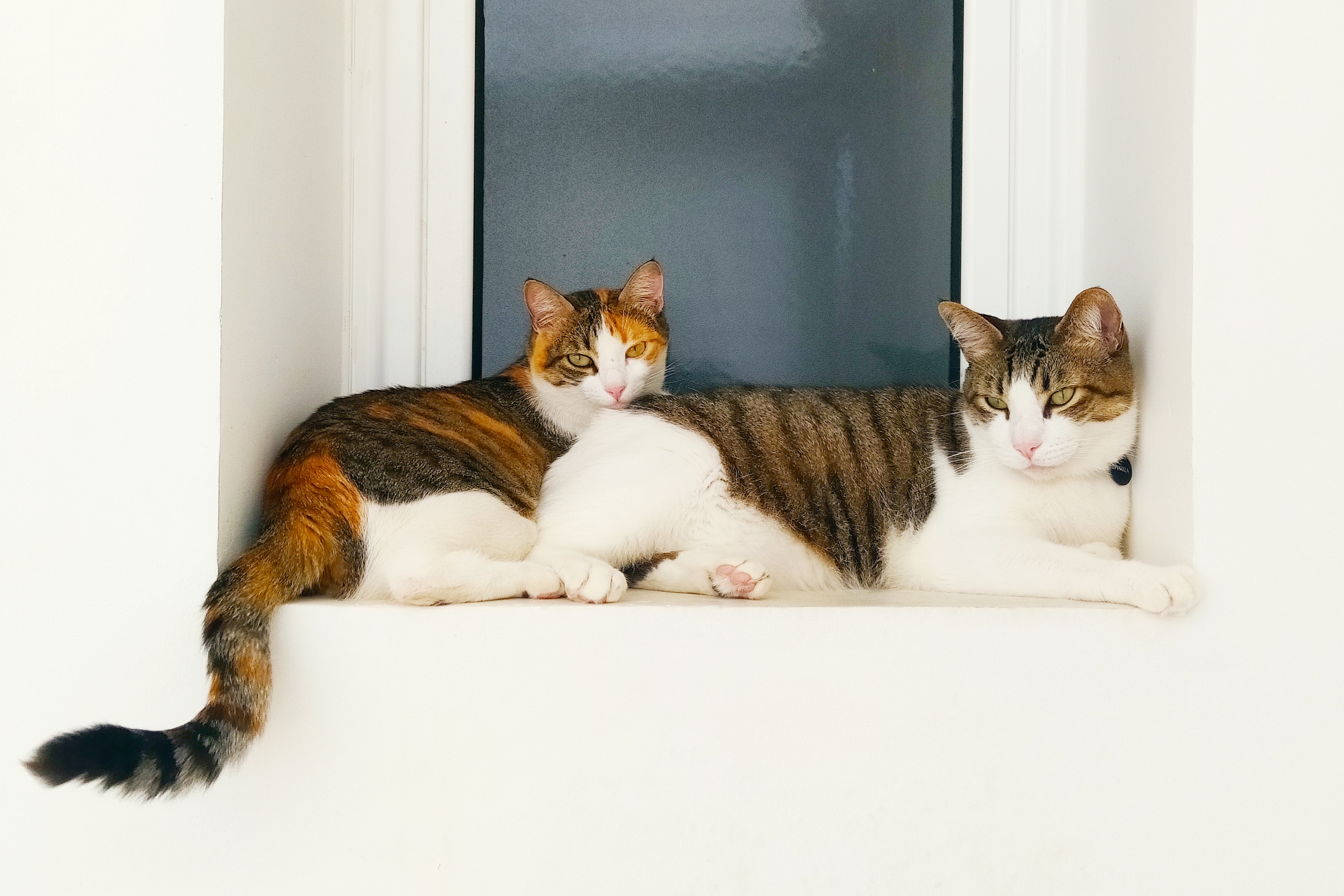 Two cats chilling together in the sun.